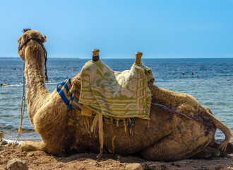 saddled camel lies on the shore and looks at the sea