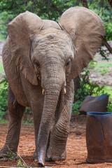 Fototapeta premium Elephant Orphanage Nairobi, Kenya