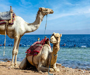 two camels rest near the shore of the Red Sea