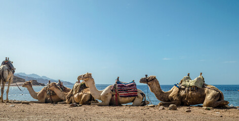caravan lying camels in desert of Egypt Dahab Blue Hole South Sinai