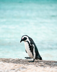 Fototapeta premium Penguin on Boulders beach Cape Town South Africa