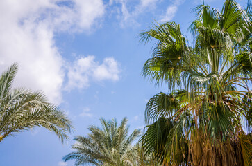 palm leaves against the blue sky and white clouds in Egypt Dahab South Sinai