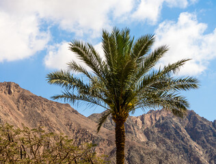 Fototapeta na wymiar palm tree on a background of mountains and blue sky with white clouds