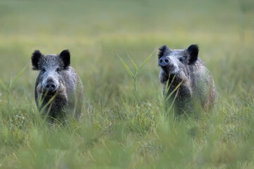 Wild boars in a clearing