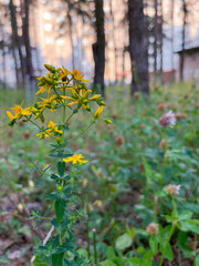 the St. John's wort plant blooms yellow in the city