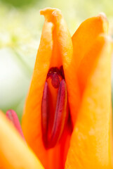 開花中のオレンジ色のチューリップのつぼみの中から顔を出す雄しべと雌しべ（自然光＋マクロ接写写真）