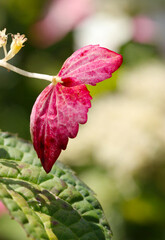 Wild mountain hydrangea with viorlet pink flowerhead. Close up macro photography in the woods.