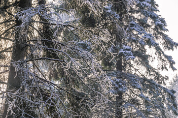 The glare of the sun on the icy branches of a tree in winter.