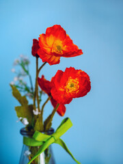 Obraz premium Red color poppy flower bouquet in a glass jar bottle tied by green ribbon. Blue wall background. Beautiful decoration element of a room in a house. Still life.