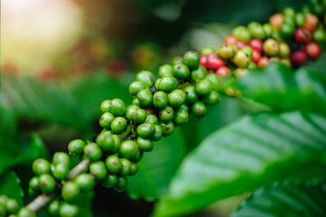 Coffee beans grow on tree