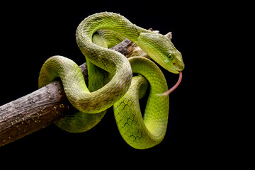 medium viper snake on the tip of a branch on a black background