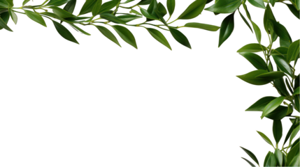 Italian Ruscus Twig with Green Leaves Isolated on Transparent or White Background, PNG