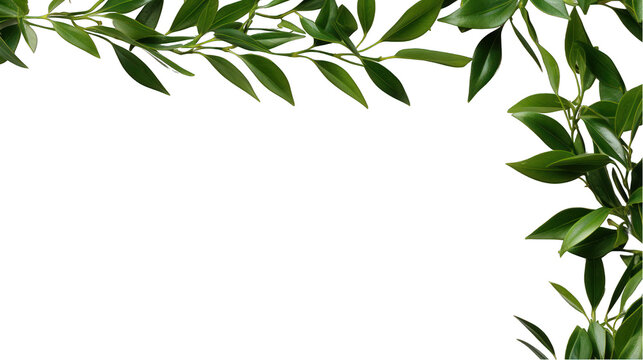 Italian Ruscus Twig with Green Leaves Isolated on Transparent or White Background, PNG