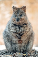 Naklejka premium Quokka Delight: Rottenest Islands cutest smiling Animal