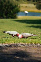Kakadu Companions: Colorful Duo Amidst Australian Beauty