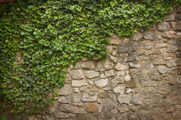 Abstract background texture of an old stone castle wall with curly ivy in close-up © tillottama