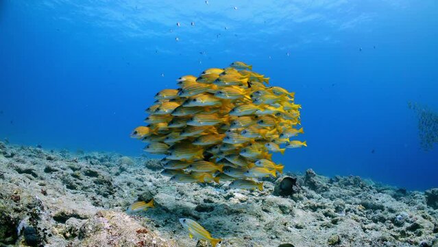 Slow Motion shot of a bright yellow school of fish swim close together in tropical blue water 60fps