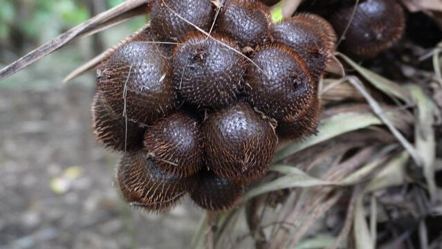 Snake fruit is a type of palm fruit commonly eaten. It is also known as sala. In Asia it is called Salak or salaca. 4K Video of Salacca zalacca.