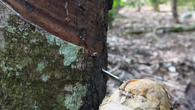 Bowl full of rubber latex, farmer collects the rubber to the cup from the rubber tree's bark. 4K Video.