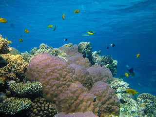 Many colorful fish in the expanses of the coral reef of the Red Sea