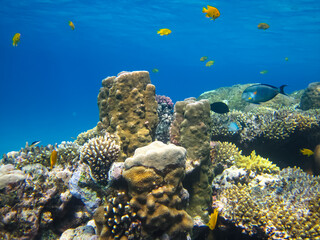Naklejka na ściany i meble Many colorful fish in the expanses of the coral reef of the Red Sea