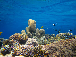 Many colorful fish in the expanses of the coral reef of the Red Sea