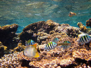 Many colorful fish in the expanses of the coral reef of the Red Sea