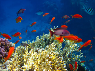 Many colorful fish in the expanses of the coral reef of the Red Sea