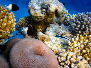 Many colorful fish in the expanses of the coral reef of the Red Sea
