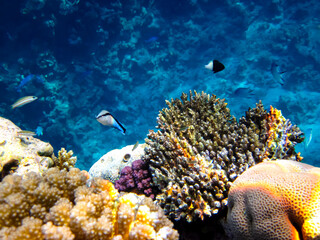 Many colorful fish in the expanses of the coral reef of the Red Sea
