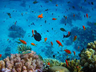 Obraz na płótnie Canvas Many colorful fish in the expanses of the coral reef of the Red Sea