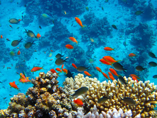 Many colorful fish in the expanses of the coral reef of the Red Sea