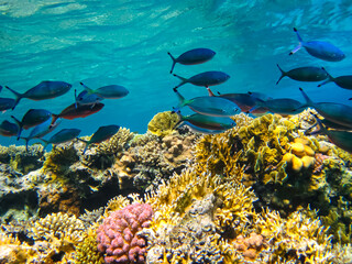 Many colorful fish in the expanses of the coral reef of the Red Sea
