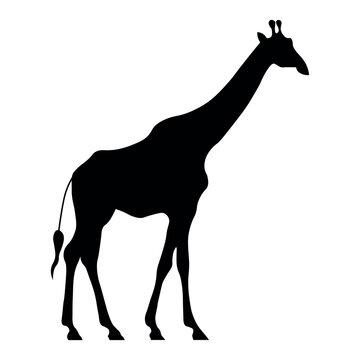 Giraffe black vector icon on white background