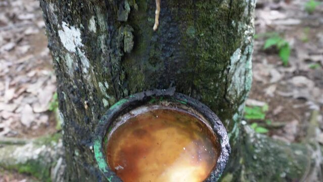 A bowl full of standing water, the condition of a rubber plantation after the rain falls. 4K Video.