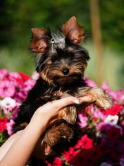 Yorkshire Terrier Puppy Sitting in girl's arms amid pink flowers. Cute Dog. Copy space for text