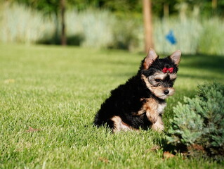 Yorkshire Terrier Puppy runs on Green Grass. Cute dog. Puppy sittting on green grass. Domestic pets