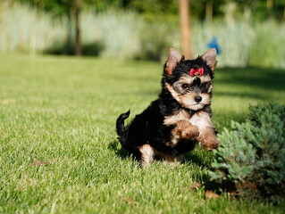 Yorkshire Terrier Puppy runs on Green Grass. Cute dog. Puppy sittting on green grass. Domestic pets