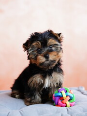 Yorkshire Terrier Puppy Sitting on a grey Pillow. Fluffy, cute dog Looks at the Camera. Domestic pets