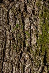 Fototapeta premium Old Wood Tree Texture Background Pattern