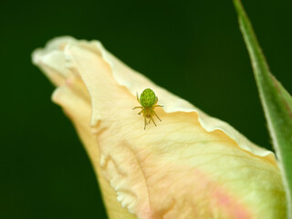 Green spider on a white and yellow flower. Green Leaf Web Spiders. Nigma walckenaeri