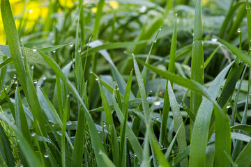 background of dew drops on bright green grass © Oleh Marchak