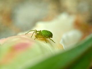 Green spider on a white and yellow flower. Green Leaf Web Spiders. Nigma walckenaeri