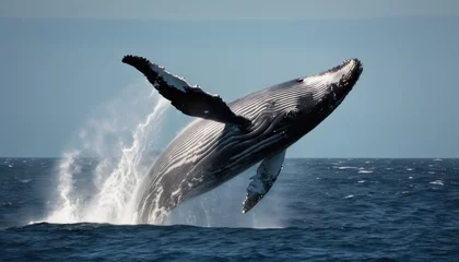 Fotobehang  a humpback whale jumping out of the water with it's mouth open and it's tail spouting out of the water while it's tail is out of the water. © Jevjenijs