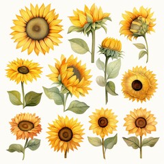 Beautiful different styles sizes sunflower plant white background image Ai generated art