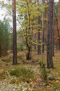 Autumnal woodland landscape in Poland, Europe.