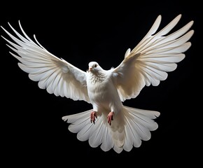 a white dove flying in the sky - obrazy, fototapety, plakaty