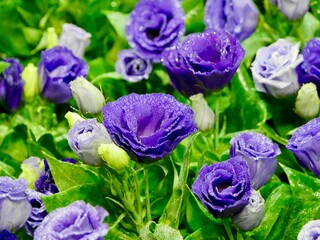 blue rose, Backlit purple lavender flowers sway in the wind. Steadicam shot of violet lavender...