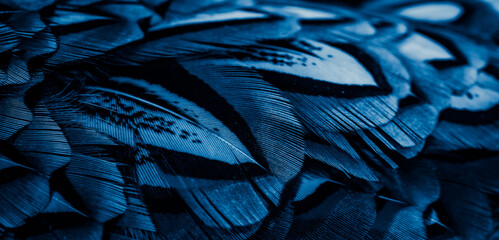 blue feathers with an interesting pattern. background