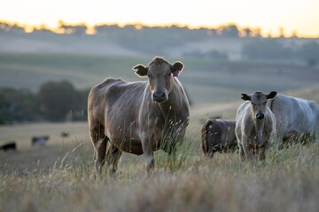 murray grey cows in a field on a farm in summer at sunset